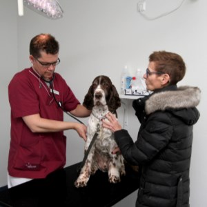 En hund undersöks av en veterinär, foto.