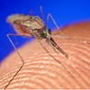 Close-up of a mosquito on skin, photo.