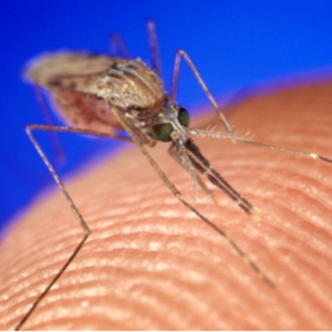 Närbild av en mygga på hud, foto.