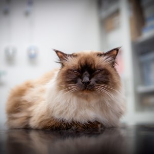 Katt på undersökningsbord, foto.