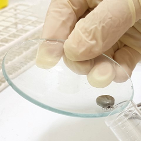 Ticks in laboratory, photo.