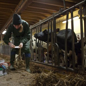 A veterinary and a cow indoors, photo.