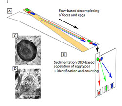 Figur 1: Principskiss för separation av ägg från träck. (A) Flödesbaserad dekomplexering av träck. (B) DLD baserad på sedimentering för sortering i olika typer av ägg. (C) Spolmaskägg egg (D) Blodmaskägg
