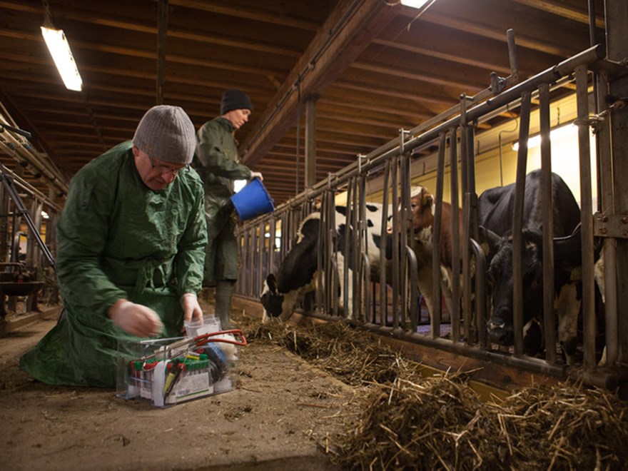 Two veterinarians with cows indoors, photo.