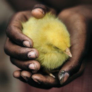 Mörka händer håller en gul kyckling, foto.