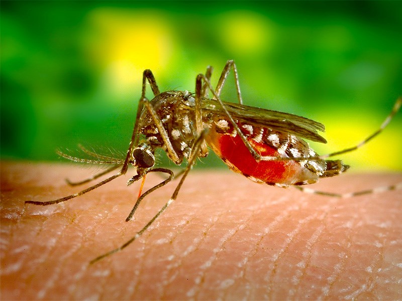 Närbild på en mygga som suger blod, foto.