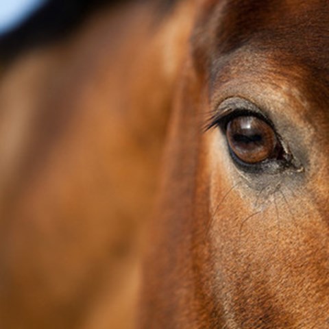 Närbild på en brun häst där bara delar av ansiktet och hästen i övrigt syns, foto.
