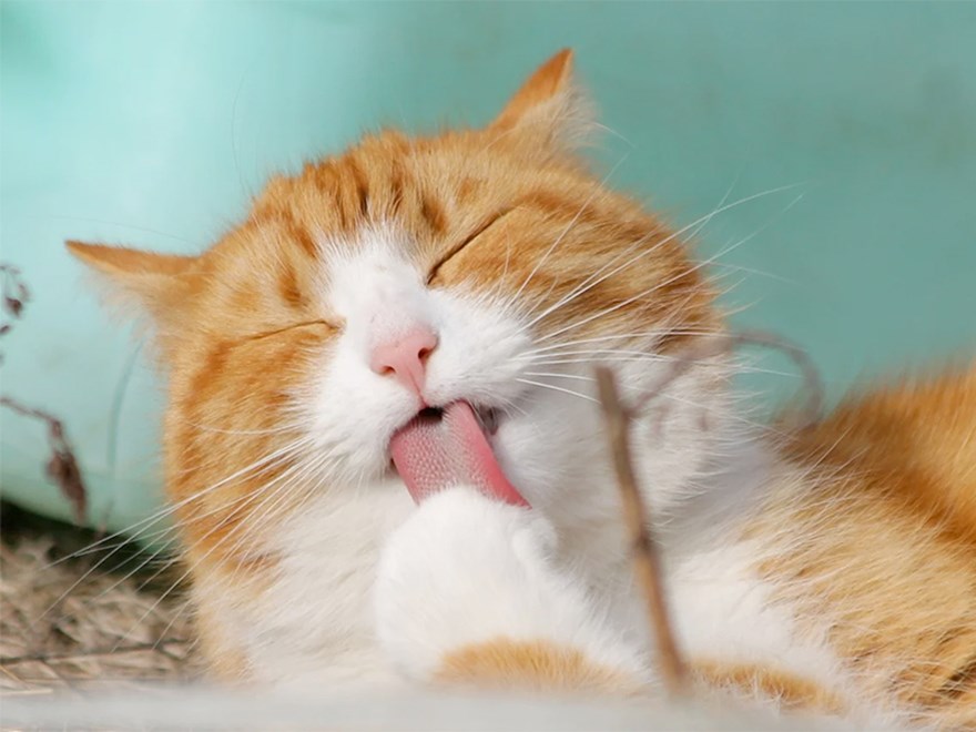 En orange och vit katt slickar på sin tass, foto.
