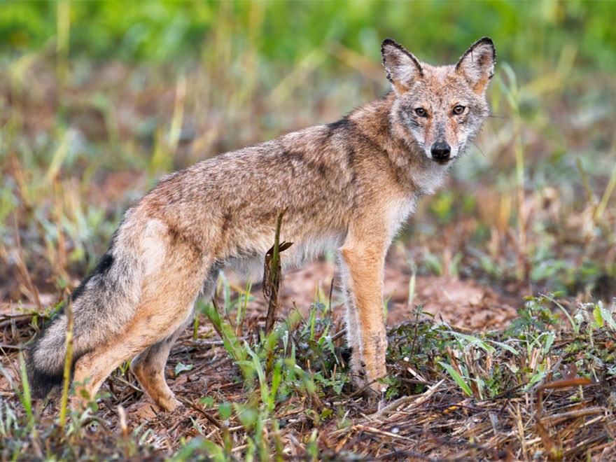 Brown and white fox on green grass. Photo.