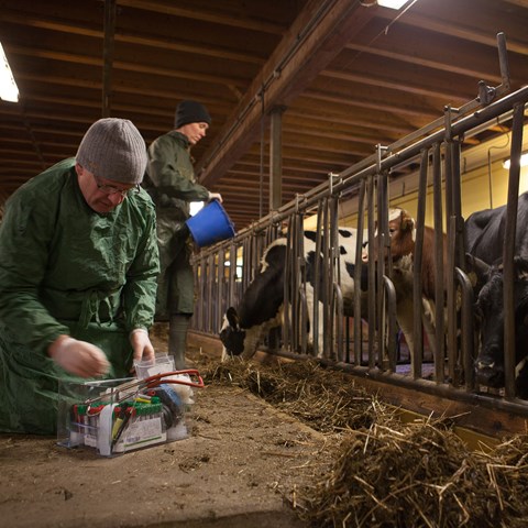 Jean-François Valarcher and Sara Hägglund taking samples for diagnosis of respiratory syncytial virus (RSV) in cattle, photo.