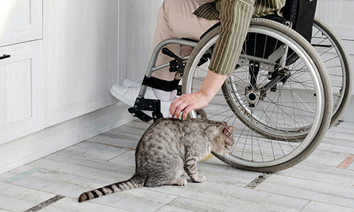 Kvinna som sitter i sin rullstol och klappar sin katt, foto.