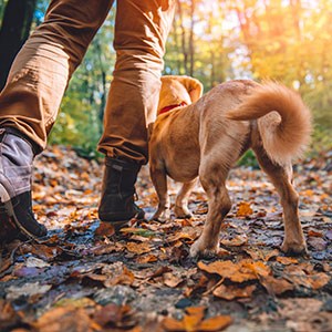 En person och en hund i en höstskog, foto.