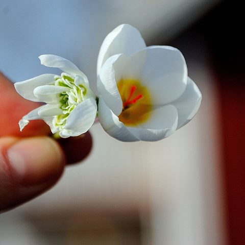 En närbild på en hand som håller i en vit blomma. Foto.