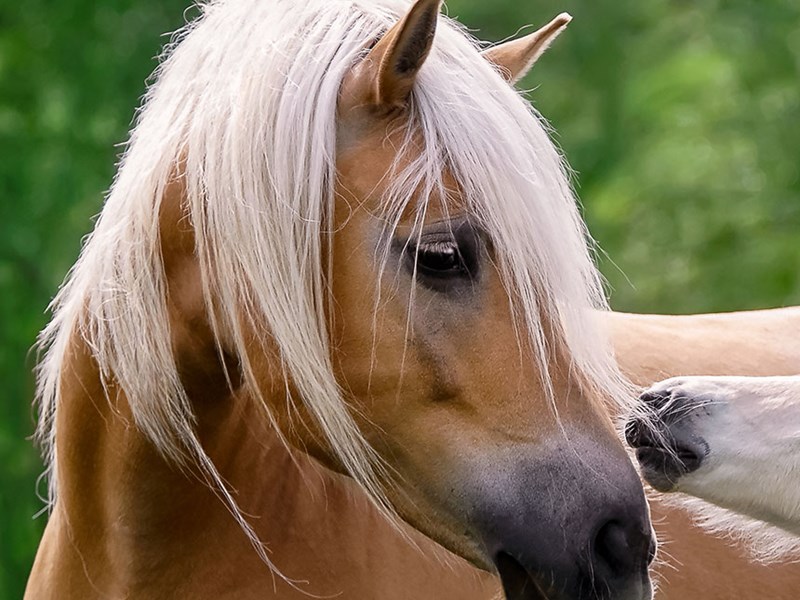 En häst där bara huvudet syns och man skymtar huvudet på ett föl. Foto.