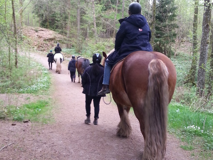 Tre hästar och fyra personer går längs en skogsstig. Foto.
