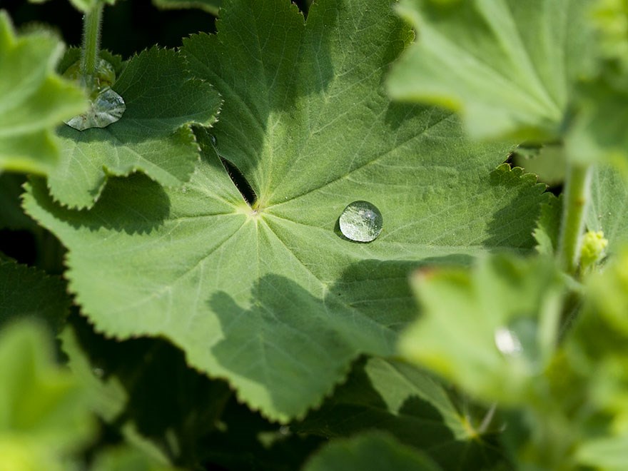 Lady's Mantle with a drop of water. Photo.