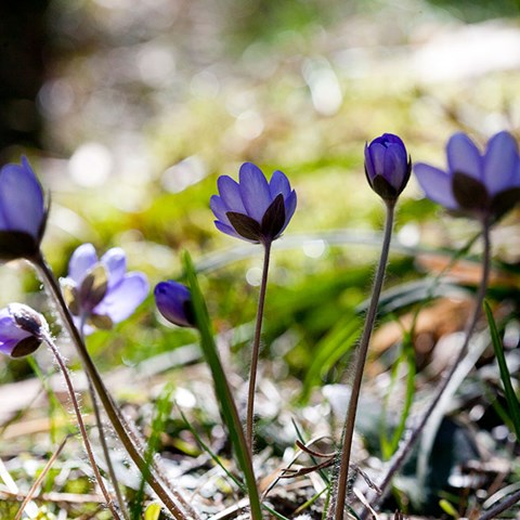 Blåa blommor i skogen med solen som skiner igenom. Foto.