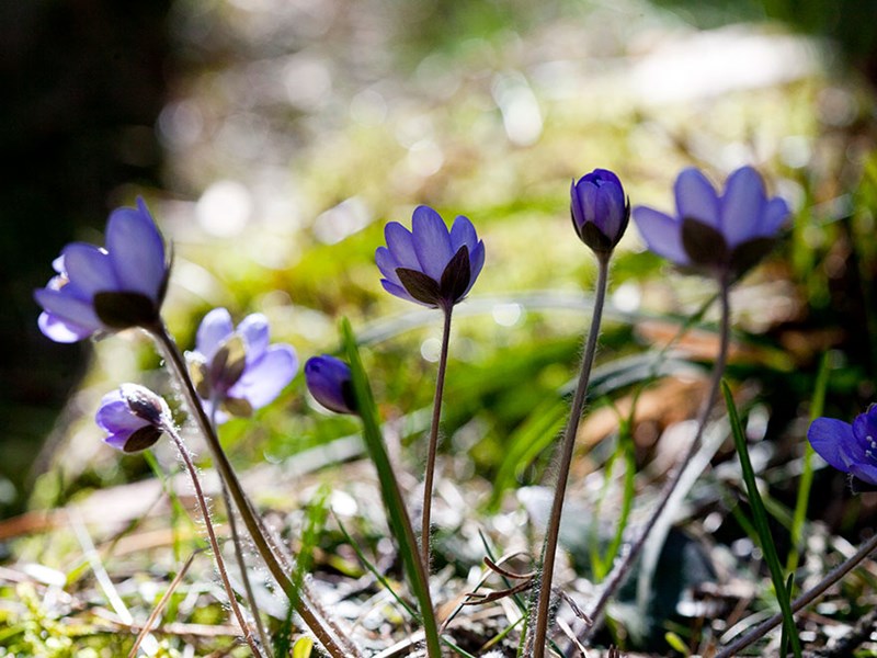 Blåa blommor i skogen med solen som skiner igenom. Foto.