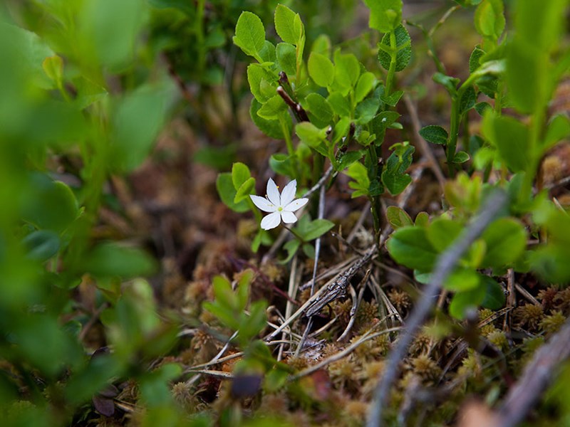 Lingonris i skogen med en vit blomma i mitten av bilden. Foto.