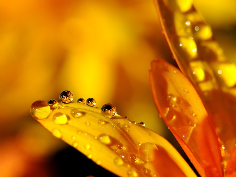 Leaf with water droplets, photo.