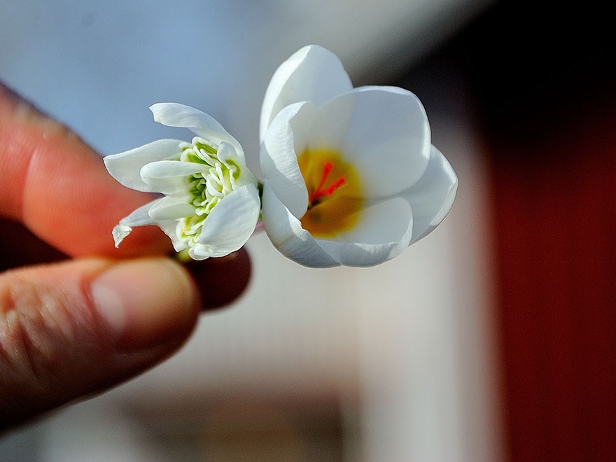 Närbild på en hand som håller en vit blomma. Foto.