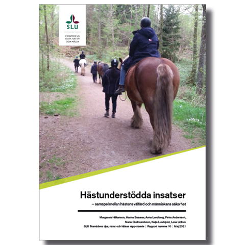 Tre hästar och fyra personer går längs en skogsstig. Foto.