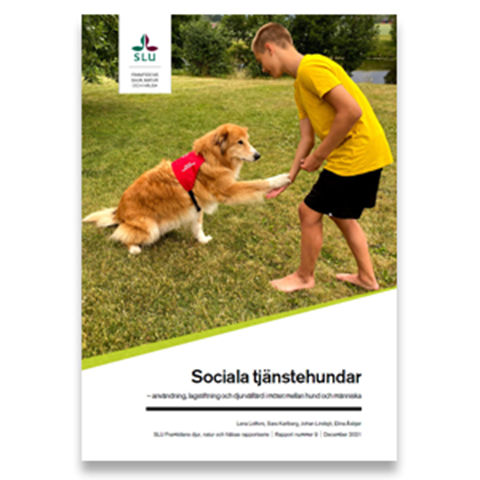 En yngre pojke leker med en social tjänstehund på en gräsmatta. Foto.