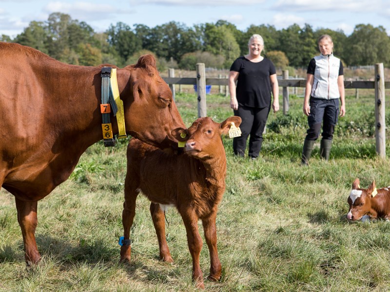 Cow, calf and researchers. Photo.