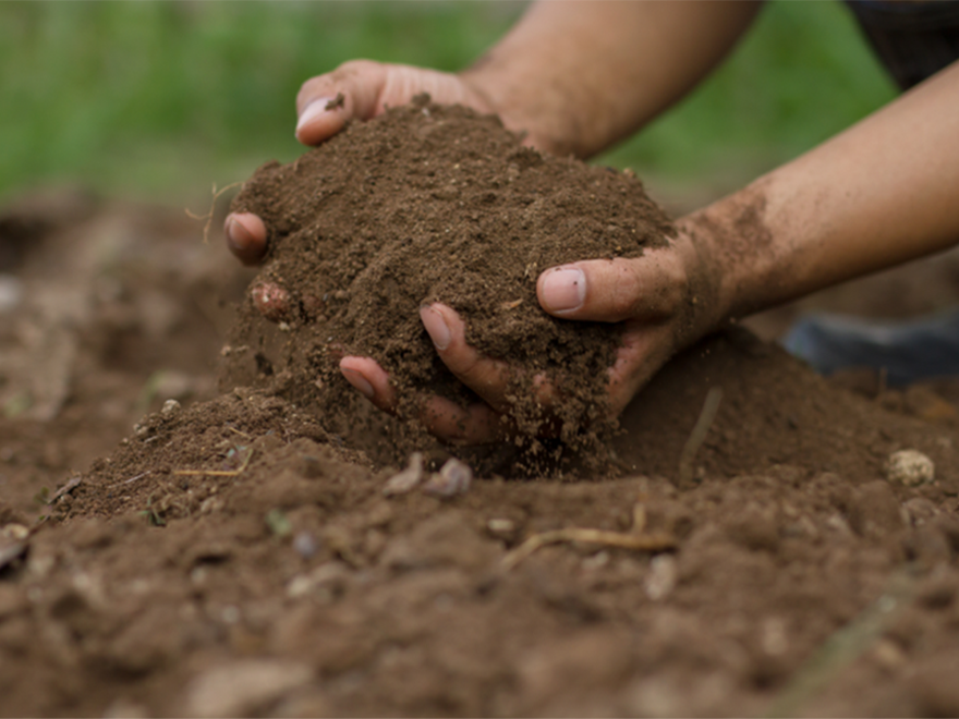 Two hands full of soil. Photo.