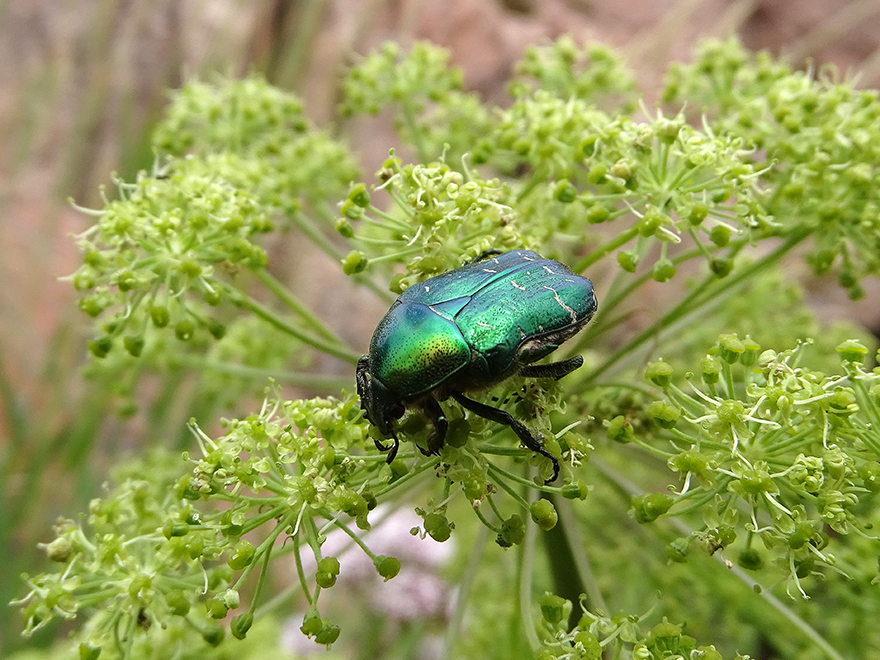 Golden beetle sitting on a plant. Photo.