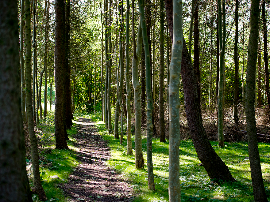 Lövskog, SLU Alnarp. Foto.