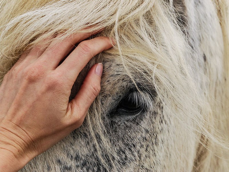 En människohand på en vit hästs ansikte. Foto-