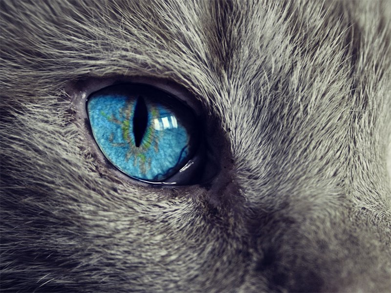 Ett blått kattöga i närbild, foto.