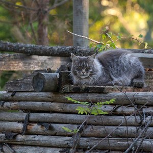 En grå katt på en vedstapel utomhus, foto.