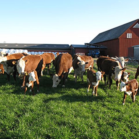 Cows outdoors with a barn in the background, photo.