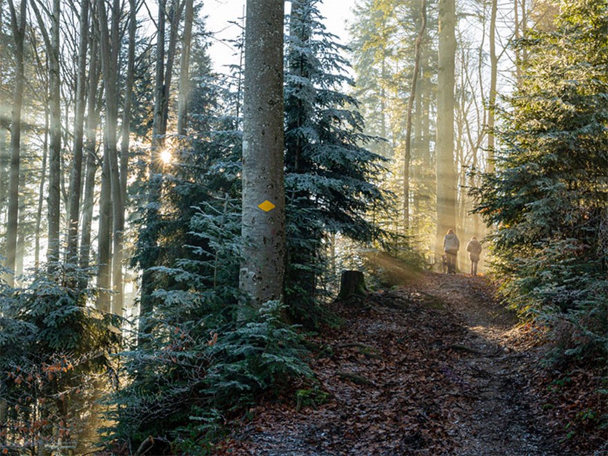 Människor som vandrar i skogen. Foto.