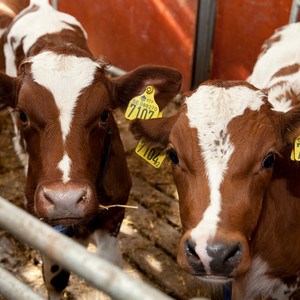 Rethinking of Antimicrobial Decision-Systems in the Management of Animal Production | Externwebben Rethinking of Antimicrobial Decision-Systems in the Management of Animal Production | Externwebben