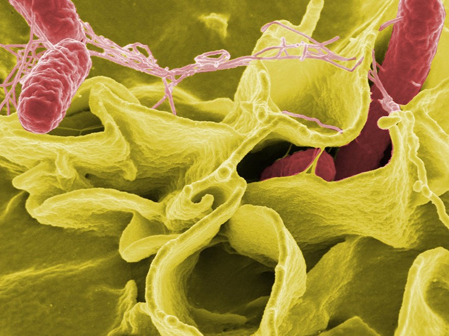 Bacteria. Photo.