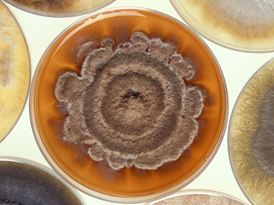mold fungus petri dish. Photo.