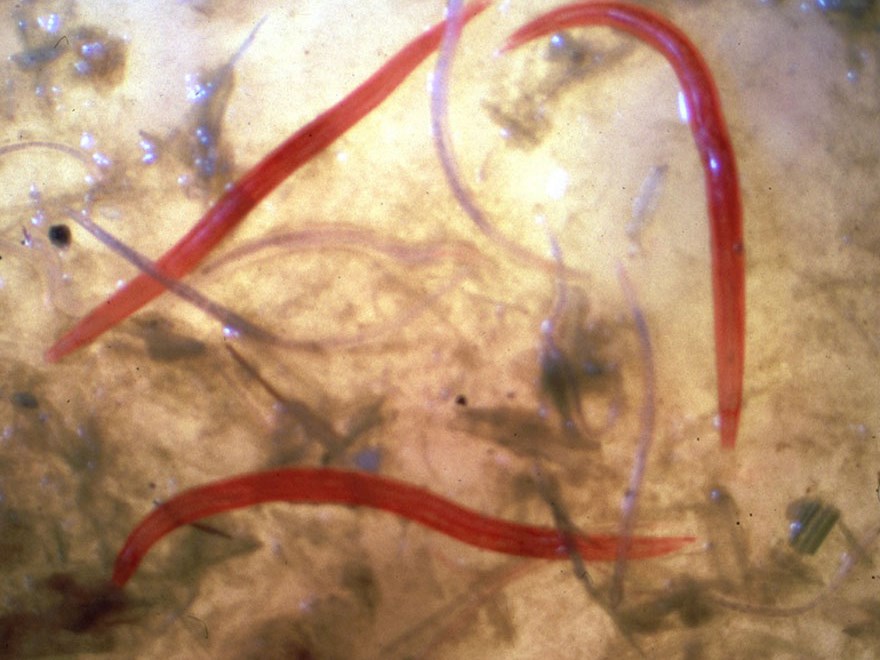 Parasites. Photo.