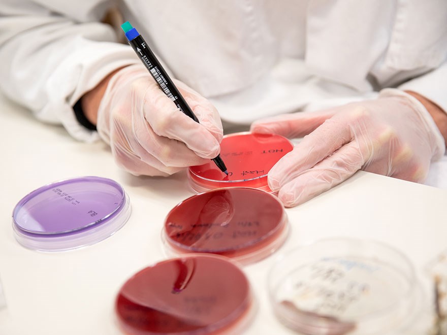 Culturing bacteria in petri dishes at a lab at SLU, photo.