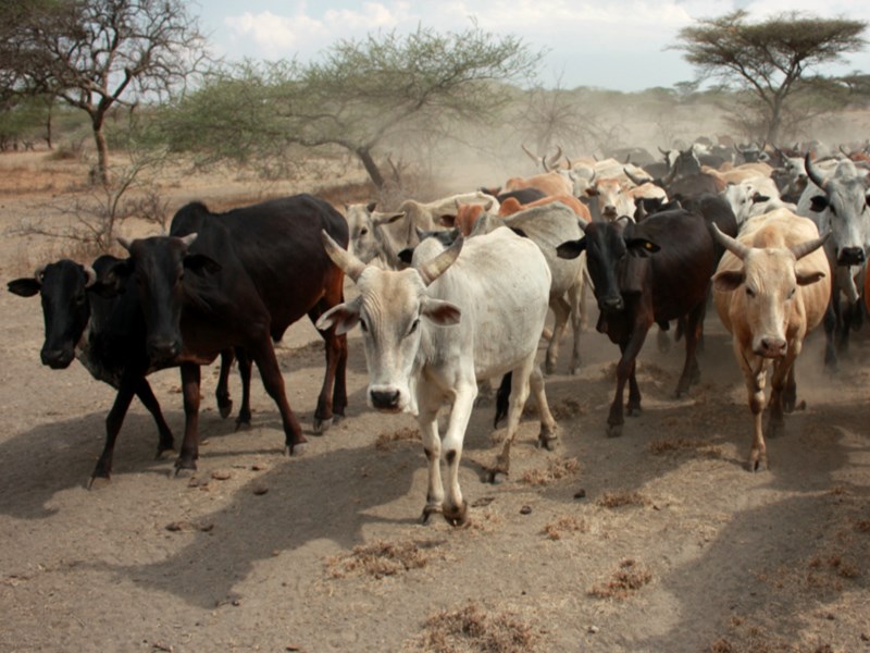 En hjord med kor i afrikanskt landskap, foto.