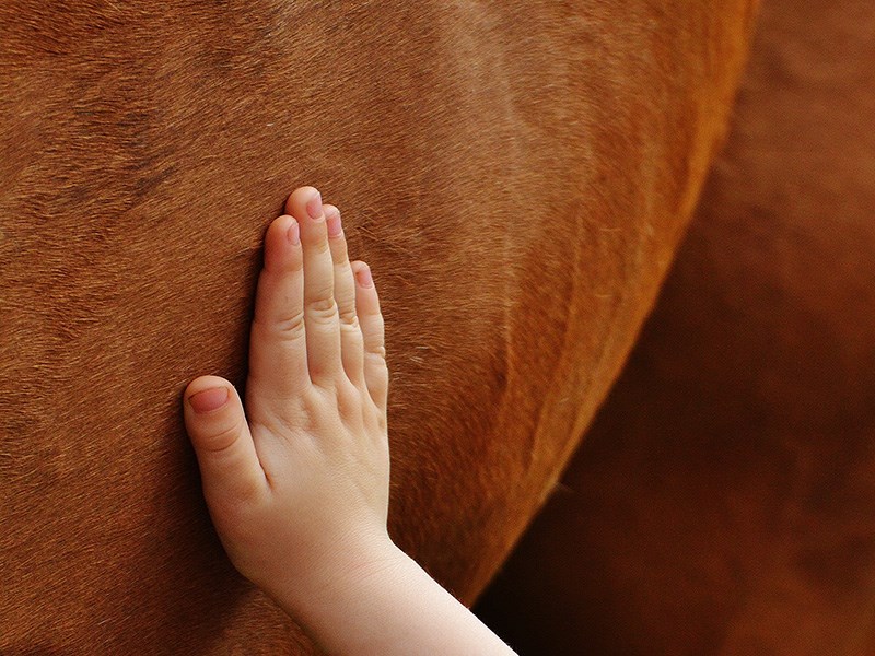 A child's hand on horse fur, photo.