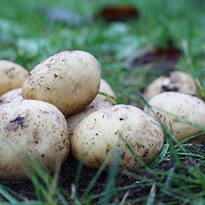 Seven potato tubers.