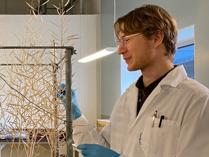 A man holds parts of a rapeseed plant in a lab. He is wearing blue gloves.
