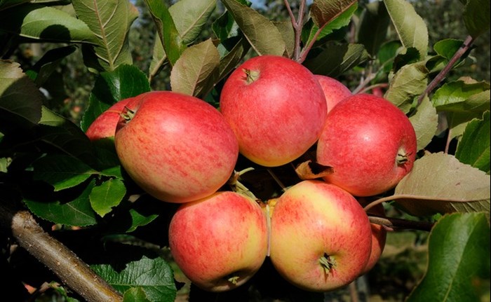 Äppelsorten Trulsa. Foto.