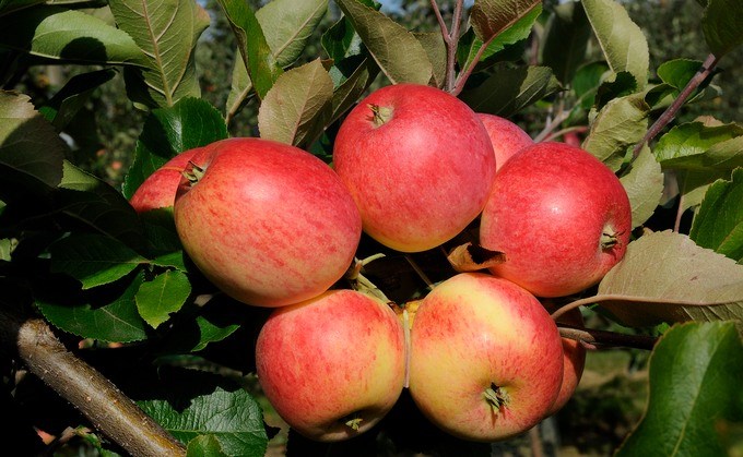 Äppelsorten Trulsa. Foto.