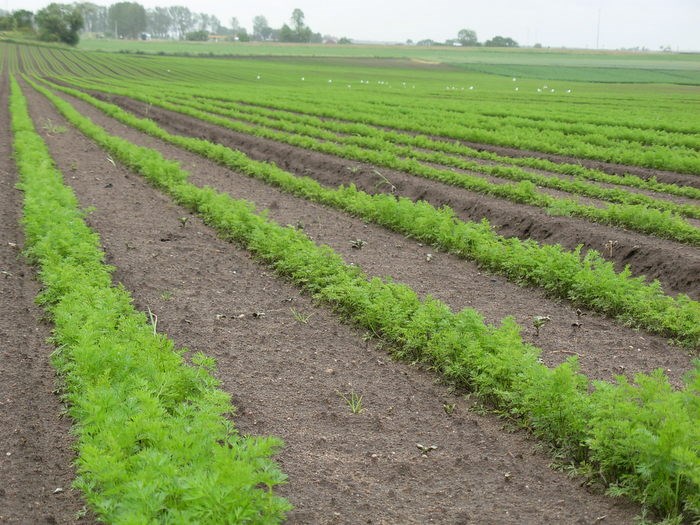 Carrots grow in a field