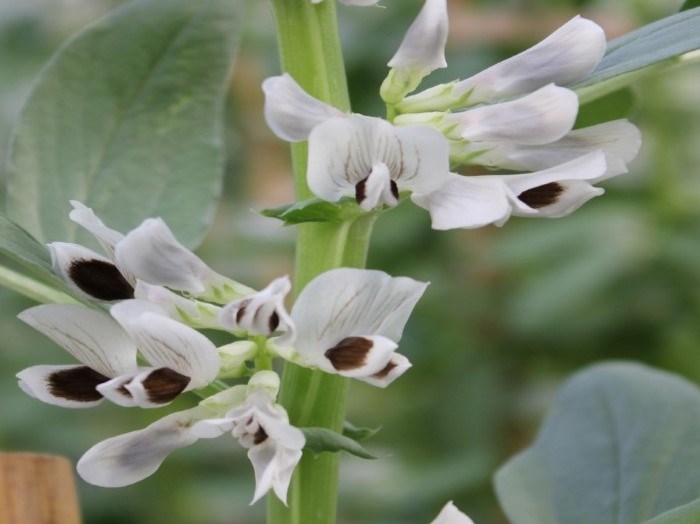 Fava beans. Photo.