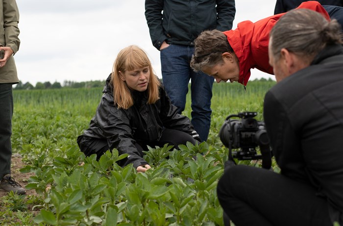 Två kvinnor studerar gröda